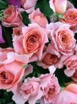 img_00731